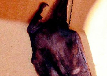 Aparición de murciélago causa temor a trabajadores municipales de La Oroya